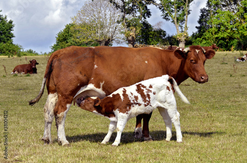 Brown cow and calf suckling in a prairie photo