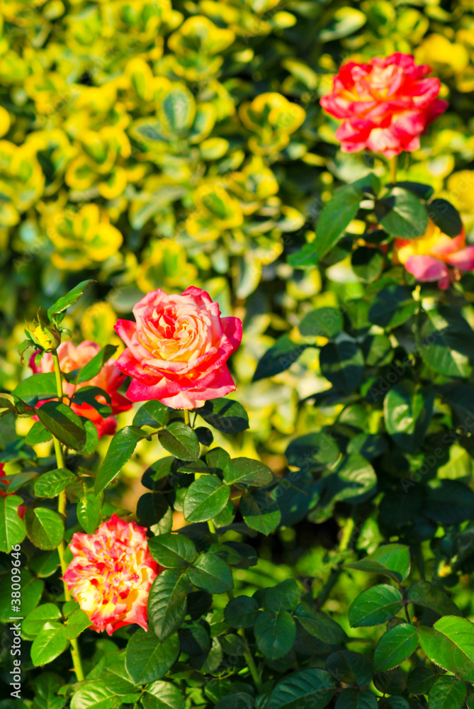 Rose Rose