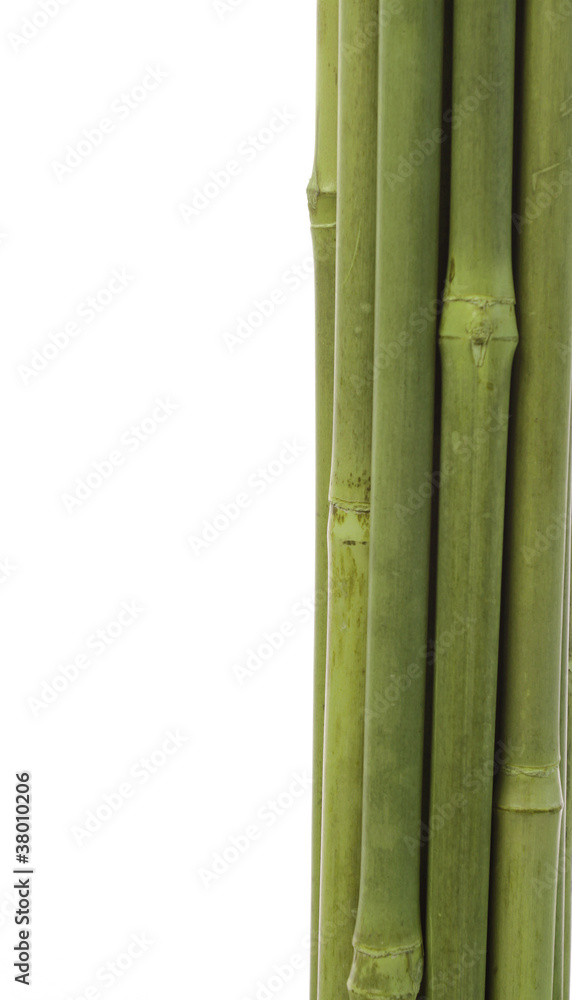 Fototapeta premium Green bamboo on white