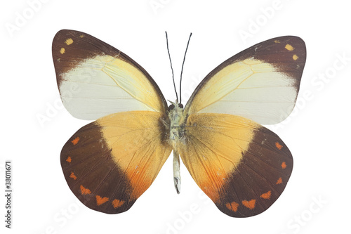 orange white black and yellow butterly © barneyboogles