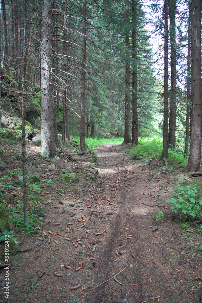 Hiking trail through the pinewood