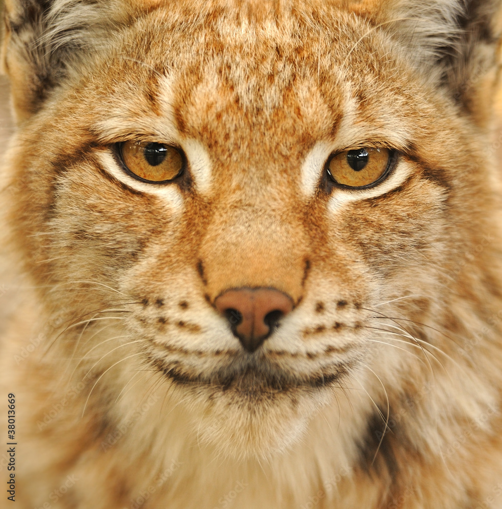 Fototapeta premium Lynx