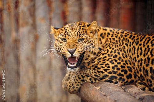 Leopard