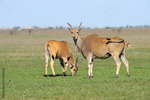 A beautiful Gazelle antelope