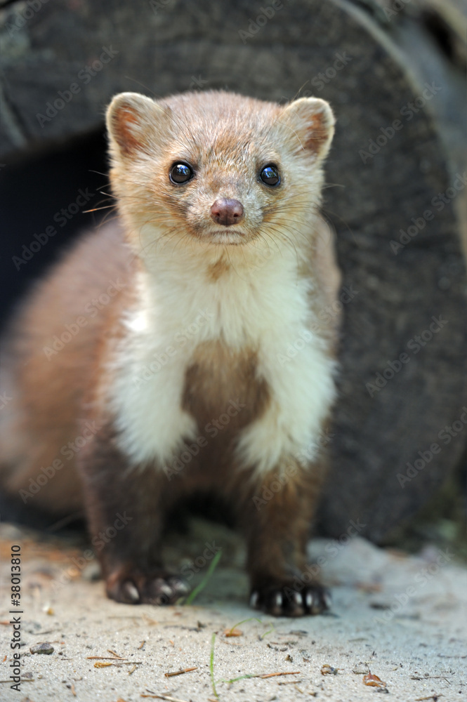 Marten in a natural habitat