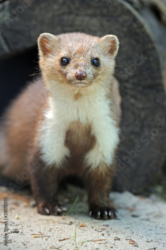 Obraz na płótnie Marten in a natural habitat w salonie