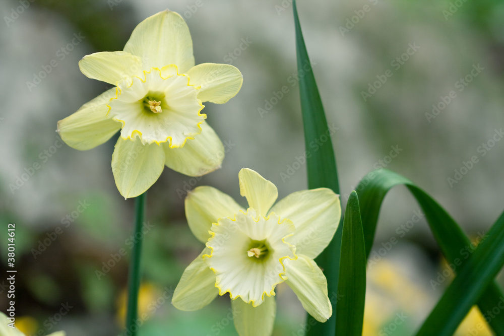 Daffodils