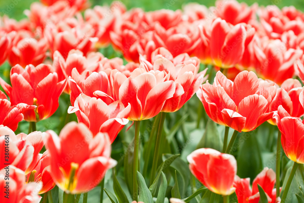 Tulips Tulips