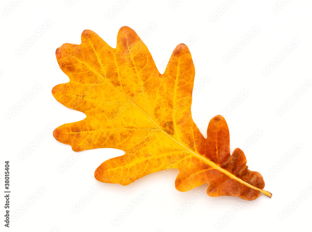 Fototapeta premium Colorful Autumn oak leaf