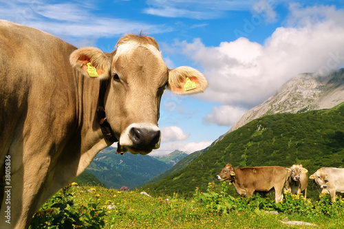 Cow in the meadow of Swiss Alps