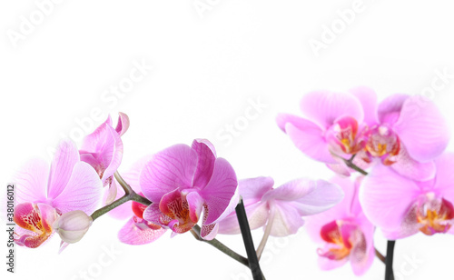 Pink orchid over white