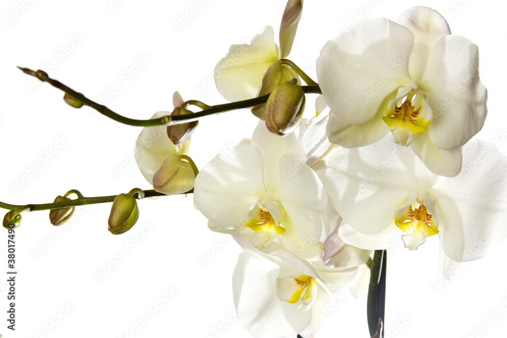 Fototapeta premium White orchid.