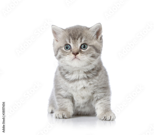british shorthair kitten © Mara Zemgaliete