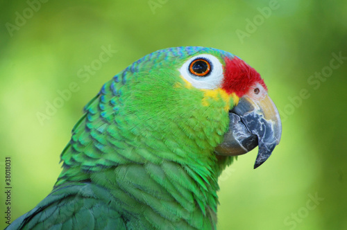 red crowned amazon parrot