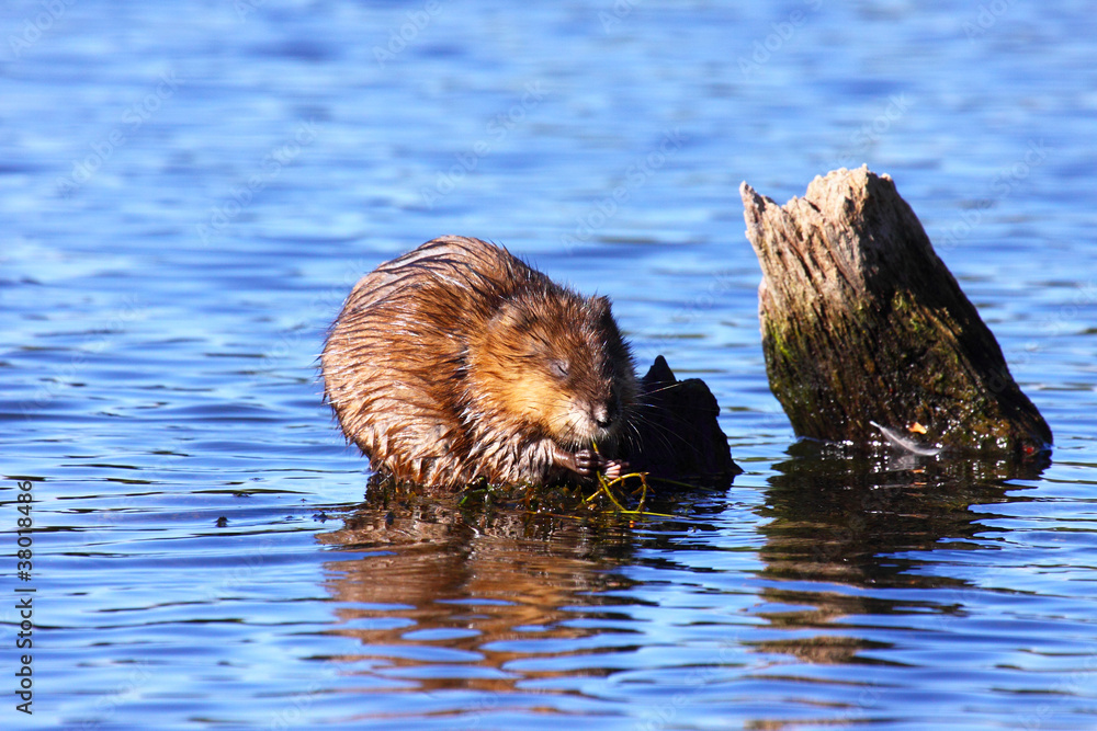 Fototapeta premium muskrat eats algae in the middle of the water