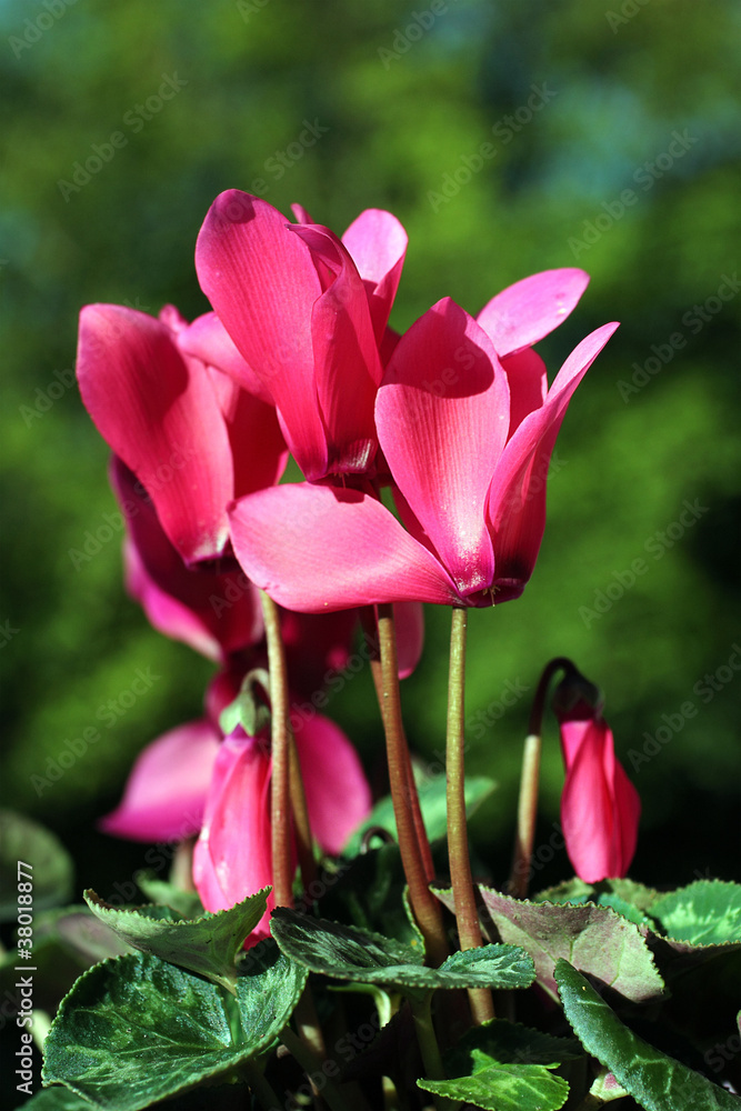 Pink cyclamen growing in the garden