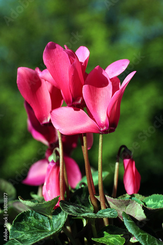 Obraz na płótnie Pink cyclamen growing in the garden w salonie