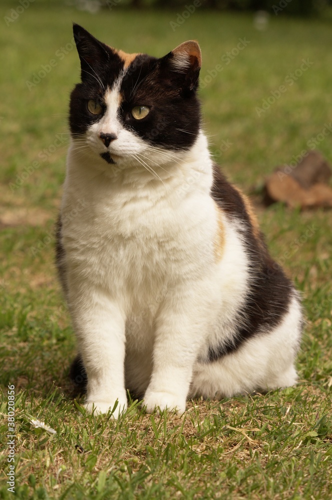 Gatto europeo tricolore