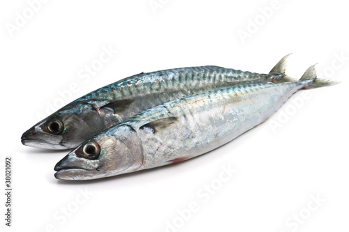 two fresh mackerel - due sgombri