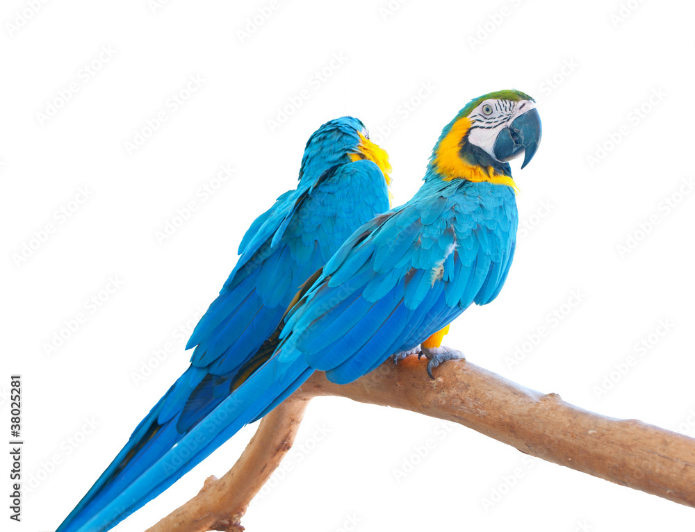 Fototapeta premium Blue-and-Yellow Macaws (Ara ararauna)