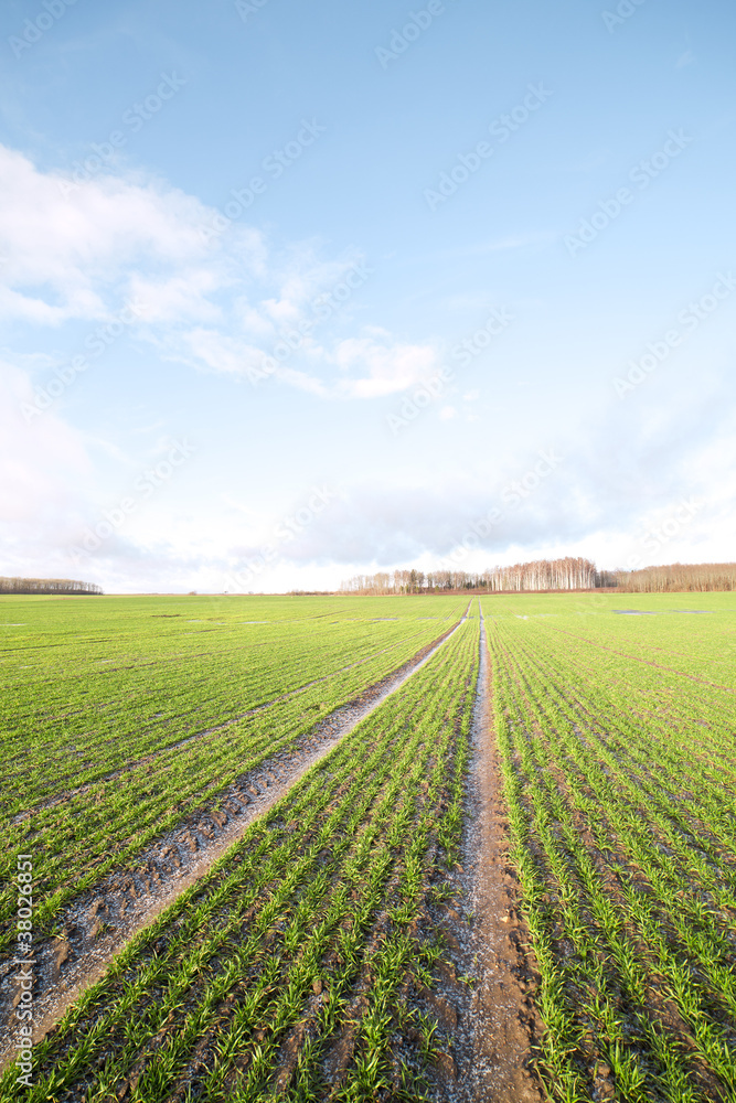 Snow on wheat.