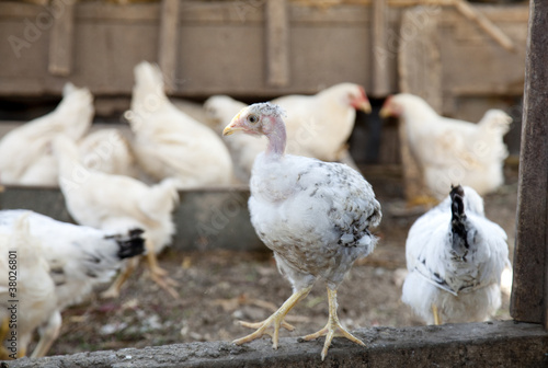 Bold chicken at the village farm.