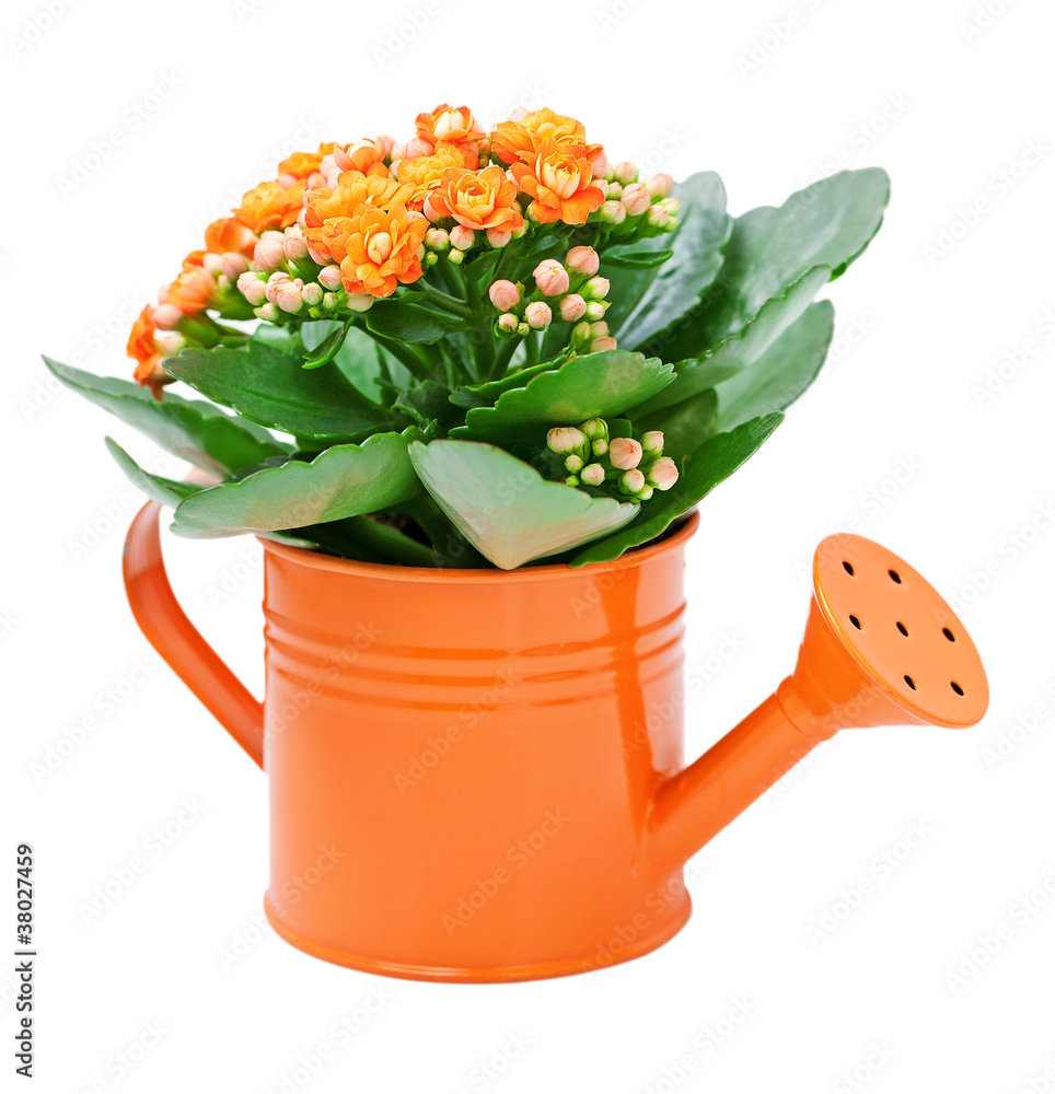 Kalanchoe flower in a orange water-pot isolated on white . Kalanchoe flower in a orange water-pot isolated on white .
