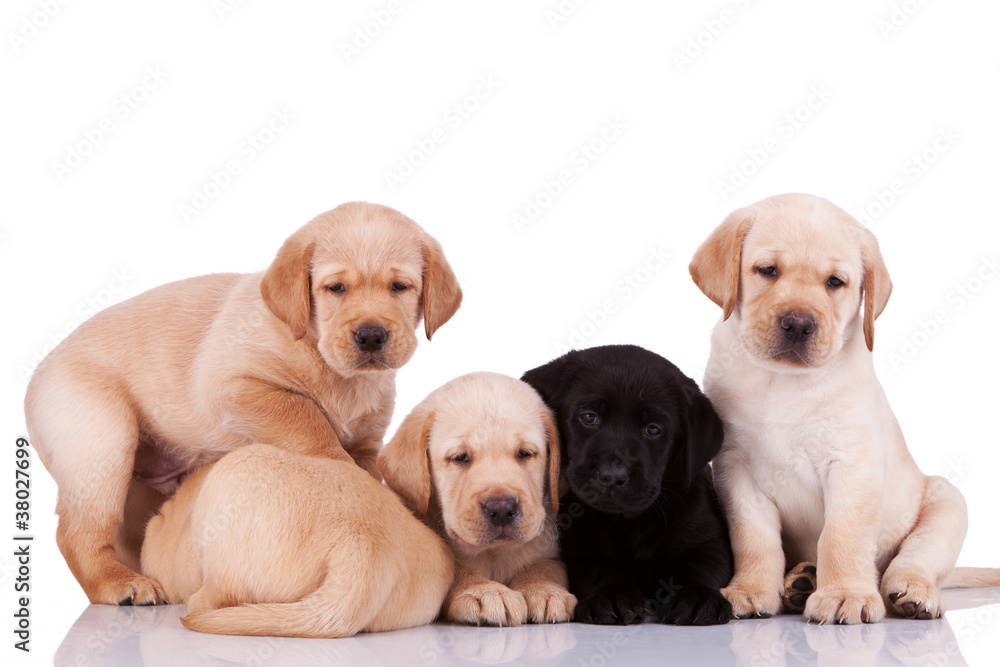 curious little labrador retriever puppies curious little labrador retriever puppies