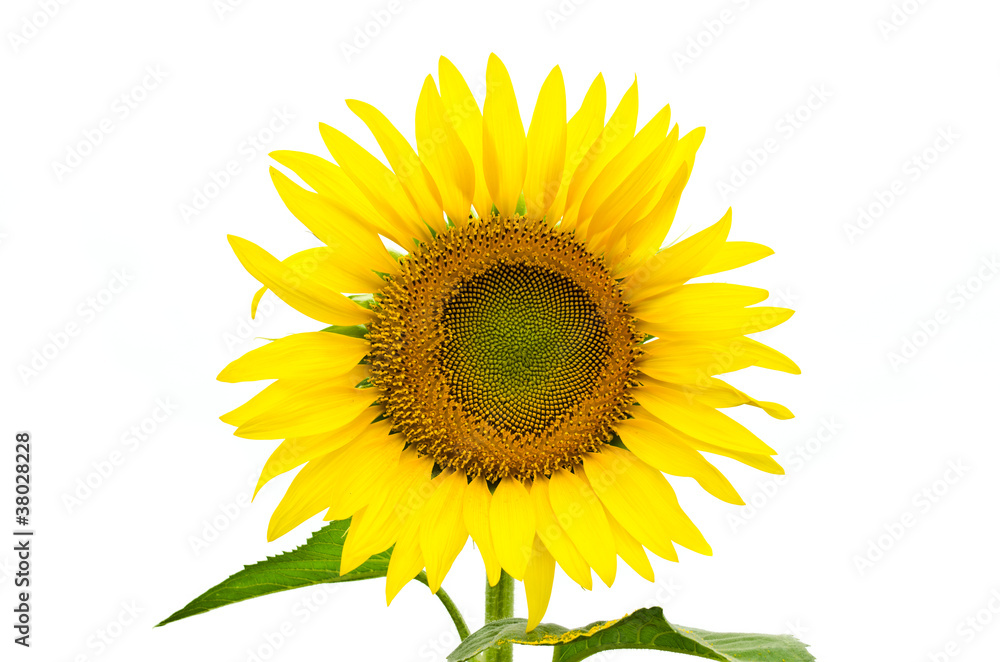 Obraz premium isolated sunflower over white background