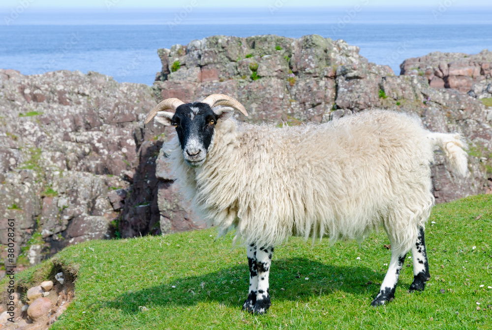 Scottish blackface sheep, Scotland - obrazy, fototapety, plakaty 