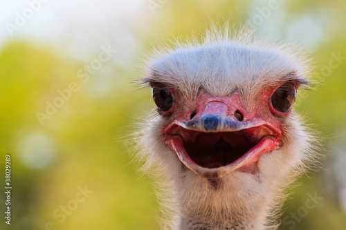 Ostrich bird in closeup © pwollinga