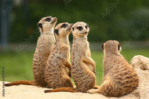 Photo Meerkats all sit together