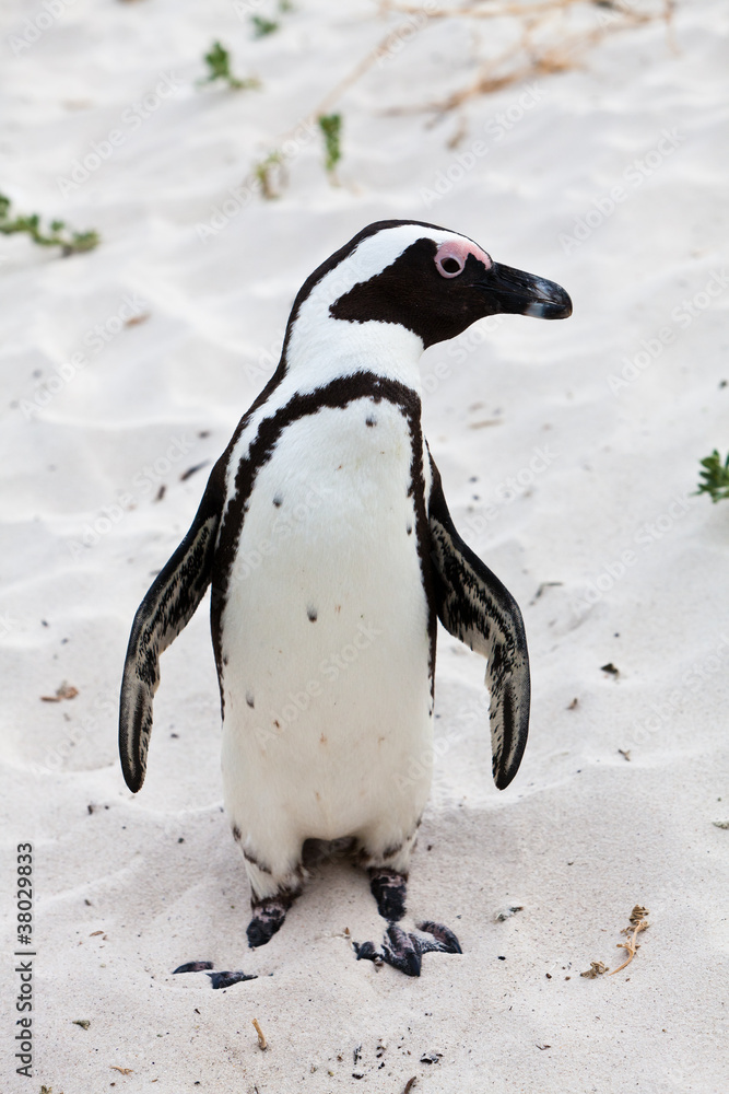 Fototapeta premium Black-footed african penguin in close up