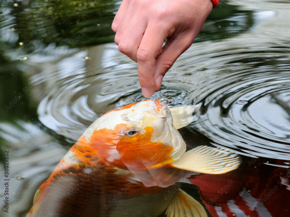 Coy Fish Food Live Food For Koi Feeding Coy Fish Feeding Koi Fish