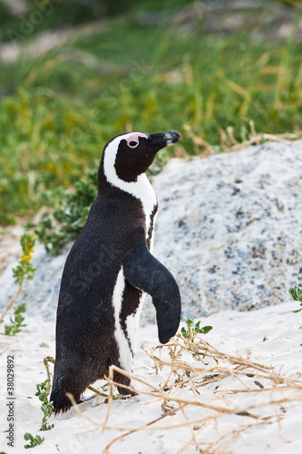Fototapeta Naklejka Na Ścianę i Meble -  Black-footed african penguin walking