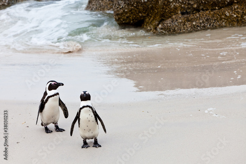 Black-footed african penguins on the beach