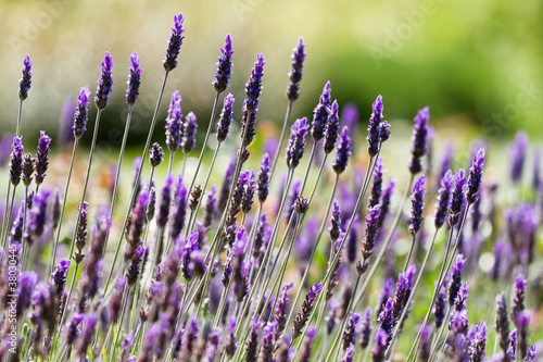 Fototapeta Naklejka Na Ścianę i Meble -  Lavender