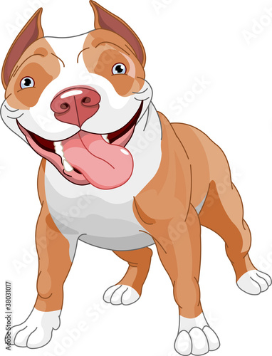 Pitbull  dog