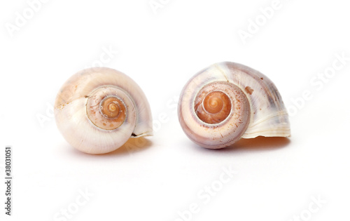 two snail shells