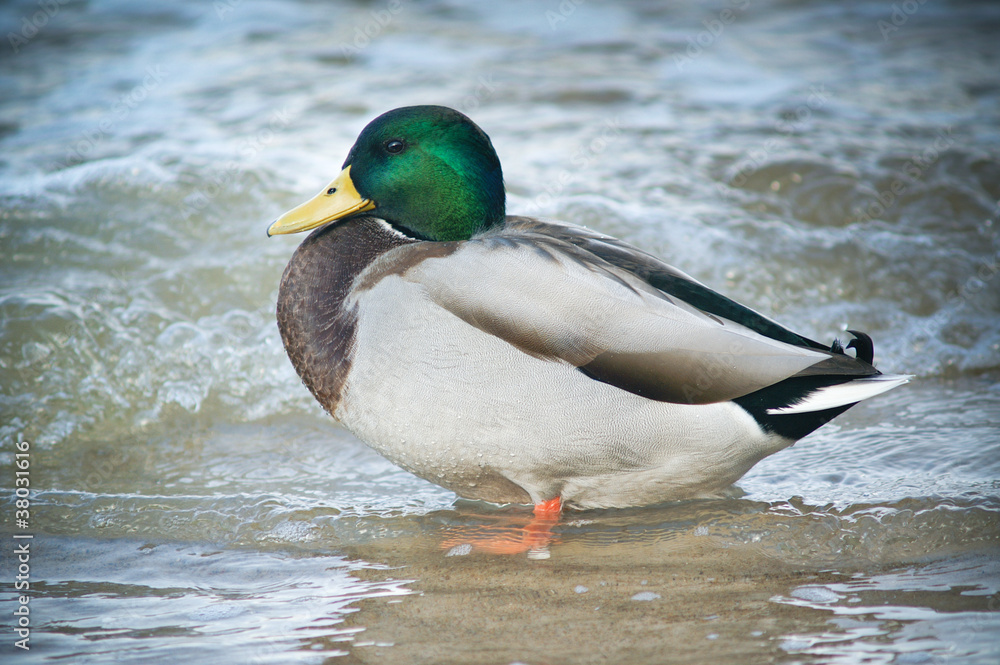 Mallared Duck in the water. Mallared Duck in the water.