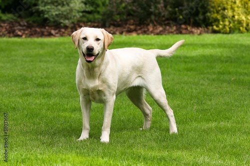 Yellow labrador retriever on green grass lawn photo
