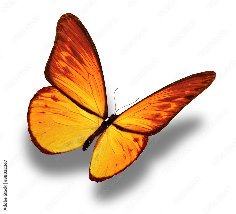 Fototapeta premium Yellow butterfly, isolated on white