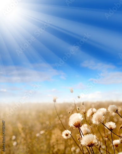 The glade with native-grasses is warmed by sun beams