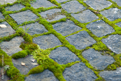 moss on paving