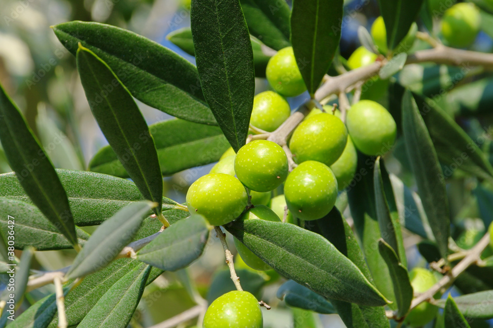 Crédence de cuisine avec Olive 42 #38036427