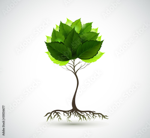 Season young tree with green leaves