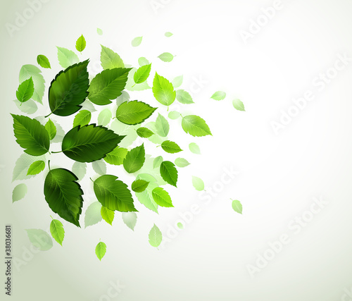 branch with fresh green leaves