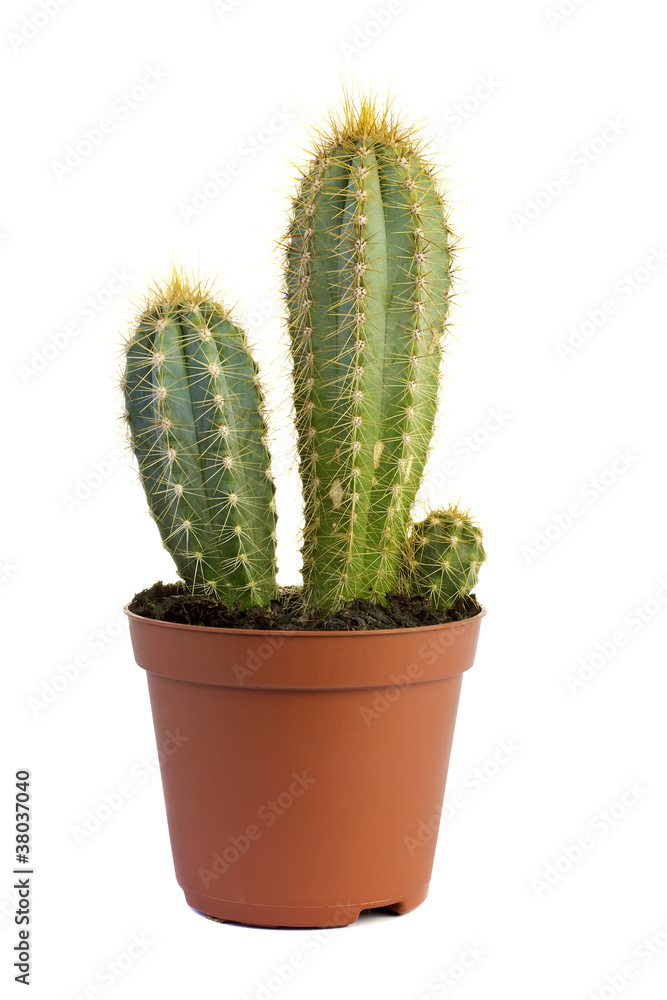 Cactus. Cactus.