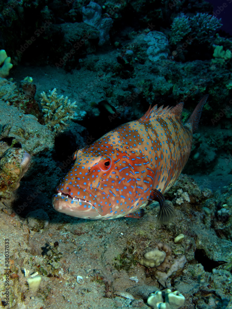 Coral Grouper(Plectropomus pessuliferus). Coral Grouper(Plectropomus pessuliferus).