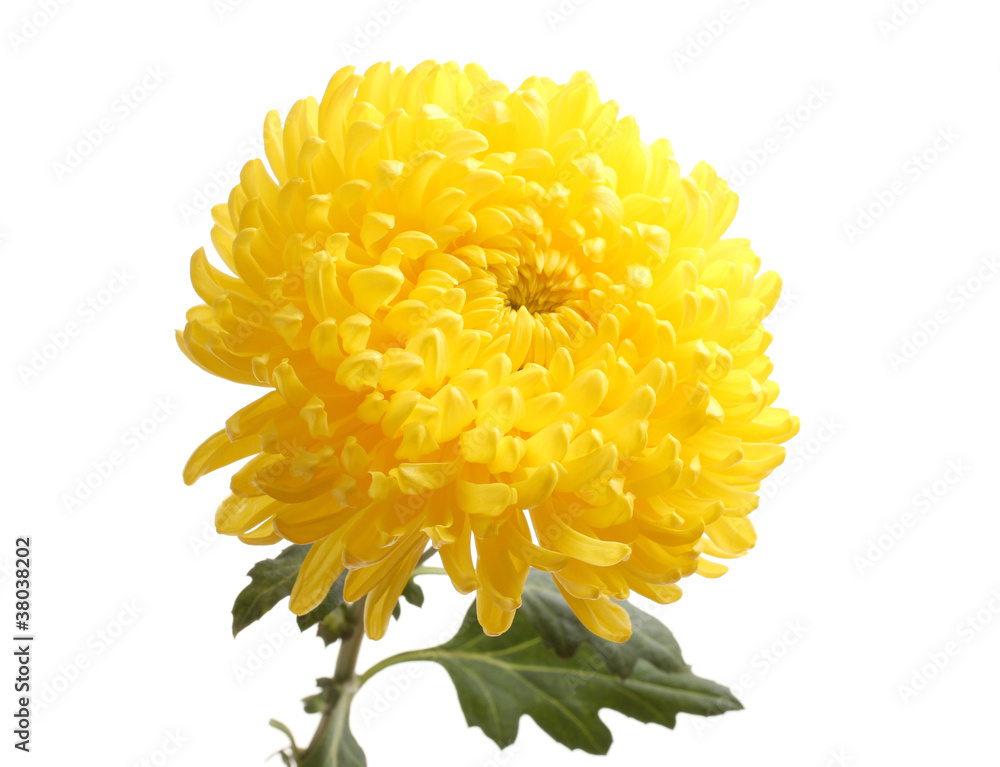 Yellow autumn chrysanthemum isolated on white Yellow autumn chrysanthemum isolated on white
